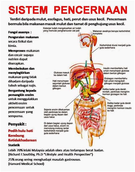 Makanan yang diserap berupa nutrisi dan dibantu oleh enzim untuk memecah molekul kompleks menjadi molekul yang lebih. hidayatraffa-corp: Bagaimana Memelihara Usus Tetap Bersih ...