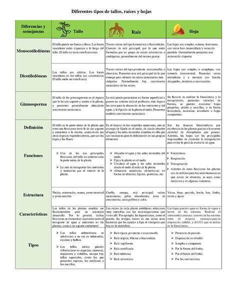 Cuadro comparativo de botanica Diferencias y semejanzas Tallo Raíz