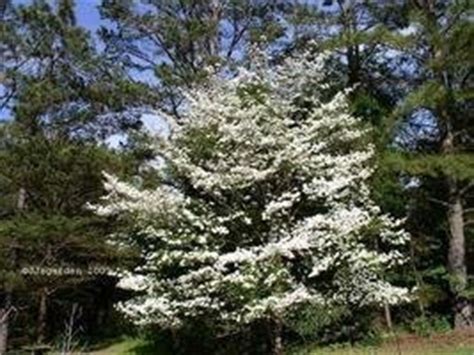 See trees with purple flowers, pink flowers, and white flowers and get basic care essentials and planting tips. Choosing a Small Ornamental Tree - Dave's Garden