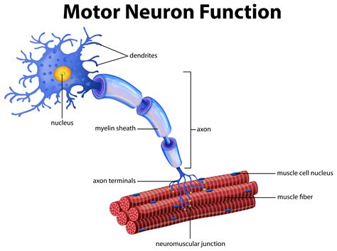 A Vector Of Motor Neuron Function 296405 Vector Art At Vecteezy