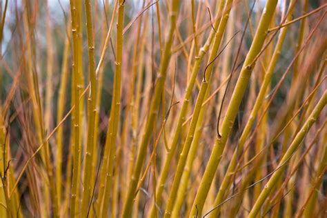 Best Plants To Grow For Colourful Stems Bbc Gardeners World Magazine