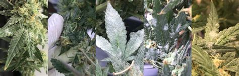 How To Get Rid Of Powdery Mildew Cannabis Grow Cheat Sheet