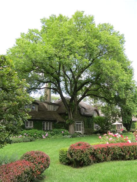 17 Best Images About American Elm Tree On Pinterest Trees Cotswold