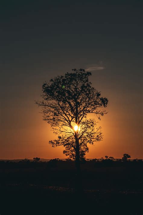 Tree Sun Sunset Twilight Dark Hd Mobile Wallpaper Peakpx