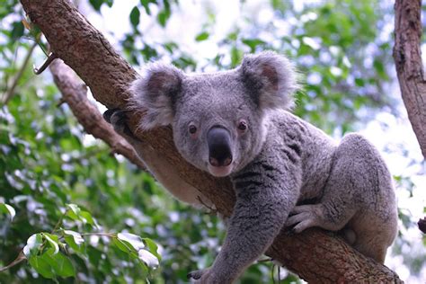 Distribución y Hábitat de los Koalas Koalas Información y Características