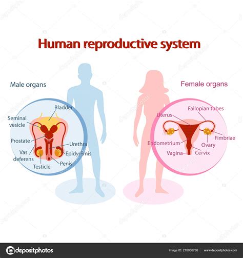 Male And Female Reproductive Systems Diagrams By Mspowerpoint Tpt