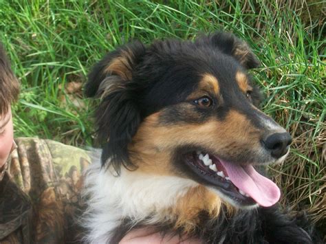 Stunning Tri Coloured Welsh Collie Male8 Months 518d47f2e9f5b 1280
