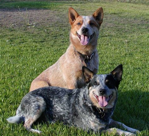 Australian Cattle Dog Sakc Dogs Wiki Fandom Powered By