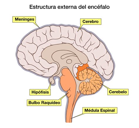 Encéfalo Anatomía Escuelapedia Recursos Educativosescuelapedia