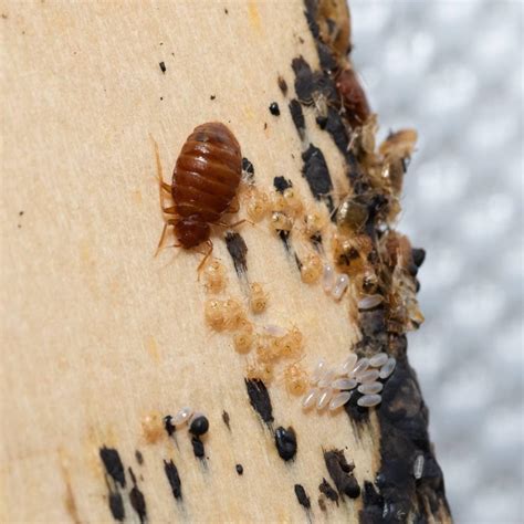 Warning Bed Bug Eggs Could Be Hiding In Your Bed Sheets Heres What