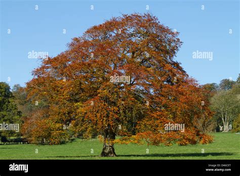 European Beech Tree Fagus Sylvatica In Autumn Colours Stock Photo