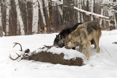What Do Wolves Eat And How Does It Compare To Dogs Animal Site