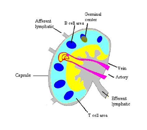 Structure Of A Lymph Node Download Scientific Diagram
