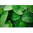 How To Grow And Care For Elephant Ears Plant Or Alocasia  Better Homes