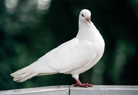 Dove Symbolism The Spiritual Meaning Of This Iconic Bird