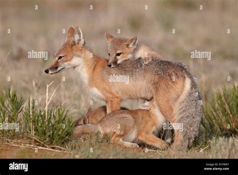 Swift Fox Vulpes Velox Vixen Nursing Three Kits Pawnee National