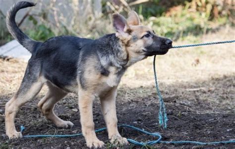 The Unusual Silver German Shepherd What Should You Know