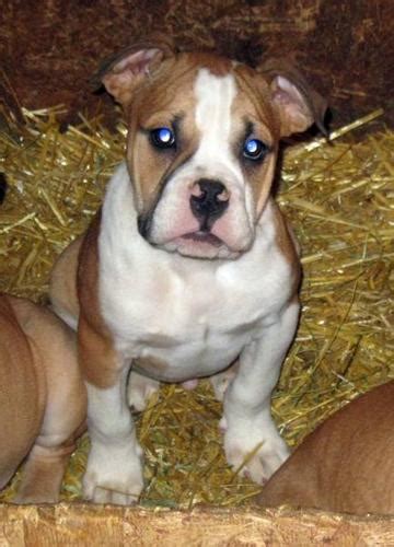 Adorable Old English Bulldog Puppies ~ Only 1 Left For Sale In