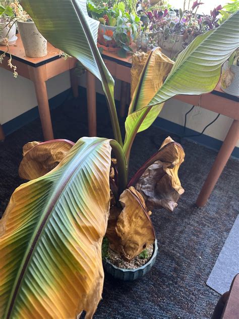 Why is my banana tree turning yellow? : r/plantclinic