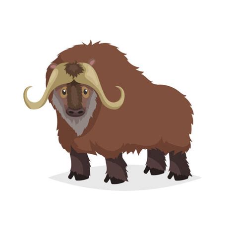 Cartoon Of The Musk Ox Illustrations Royalty Free Vector Graphics