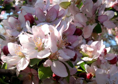 A single tree can be planted in a lawn and allowed to grow alone as a magnificent specimen. This Month's Feature Tree - Crabapple | Shade Tree Farm