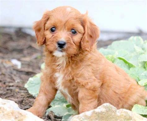 They have become popular over the past decade as people seek out puppies or dog breeds that are. Cavapoo Puppies For Sale | Puppy Adoption | Keystone ...