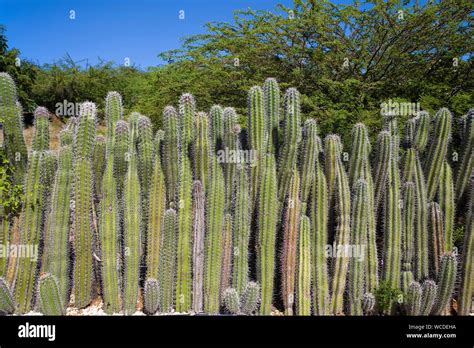 Kaktusgewachse Hi Res Stock Photography And Images Alamy