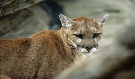 Mountain Lion Shot During Nebraska Deer Hunt Outdoorhub