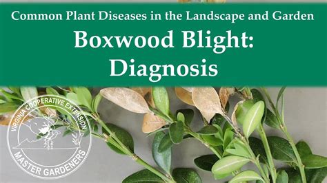 Boxwood Blight Diagnosis Youtube