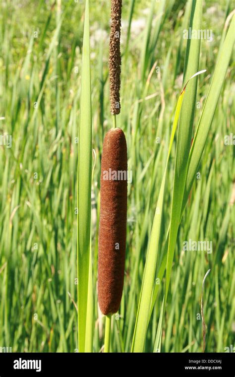 Bull Rush High Resolution Stock Photography And Images Alamy