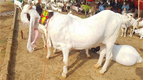 Zardari In Biggest Goat Market Of Asia 2020 Interview Youtube