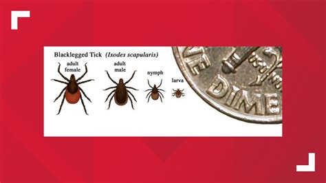 Know What To Look For This Tick That Causes Lyme Disease Is On The