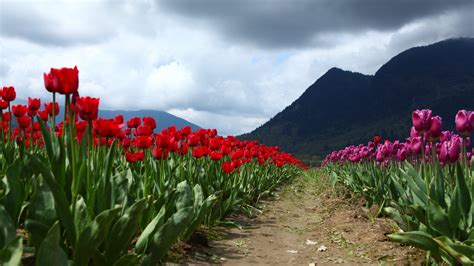Tulips Estampas