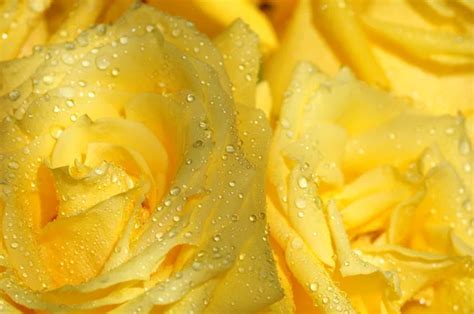The Background From Yellow Roses In Drop Of Water — Stock Photo