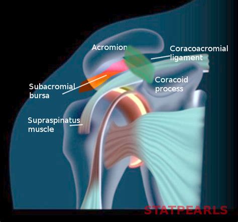 Figure Subacromial Bursa Statpearls Ncbi Bookshelf