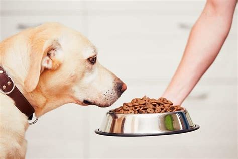 Week In Review Caitlyns Abuser Sentenced Dog Tattoos Fda Dog Food