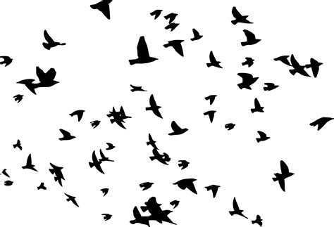 8 Flock Of Birds Silhouette Png Transparent