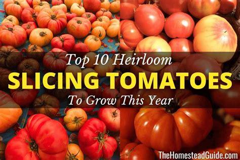 Top 10 Heirloom Tomatoes To Grow For Slicing The Homestead Guide