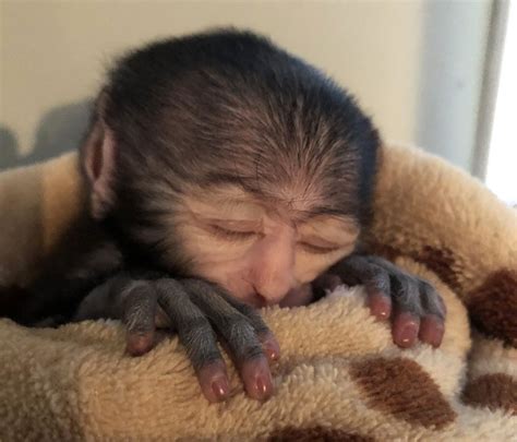 A Baby Monkey Is Orphaned At Syracuses Zoo Can Humans Handle The Job