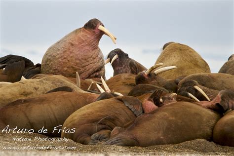 B Arturo De Frias Wildlife Photography B Walrus