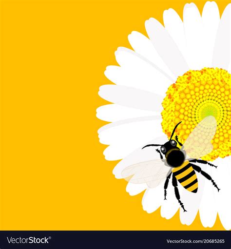 Daisy Flower With Bee Background Royalty Free Vector Image