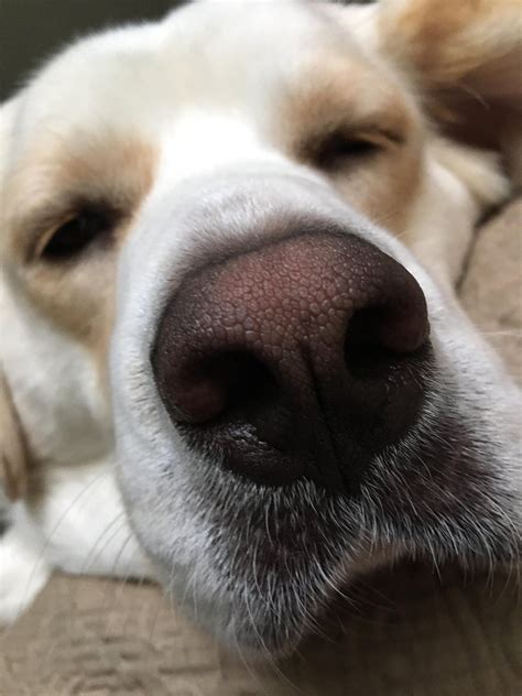 doggos bork bork on | Dogs, Golden retriever, Sleepy