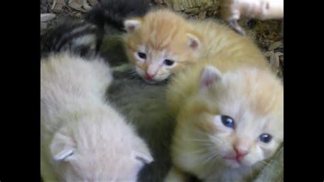 5 Cute Baby Kittens Found In Home Backyard Most Adorable