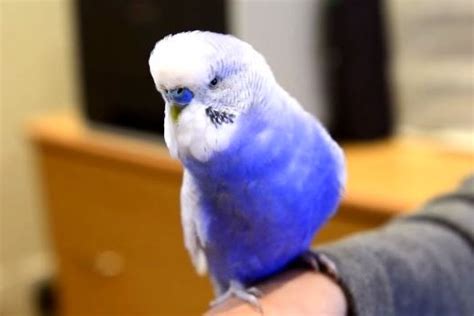 This Bird Looks And Sounds Like R2 D2 The Star Wars