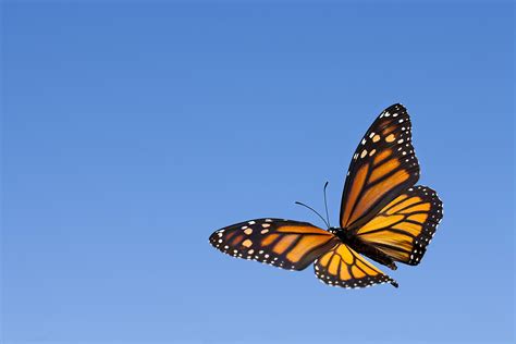 Some Monarch Butterflies Dont Migrate