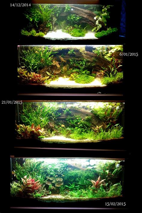 Pin On Aquarium Ideas Reverasite