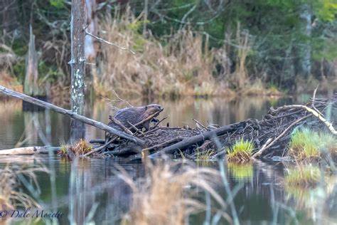 Beavers — North Quabbin Photography