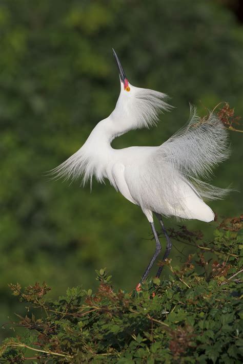 How To Photograph White Birds Audubon Teach Photography Bird