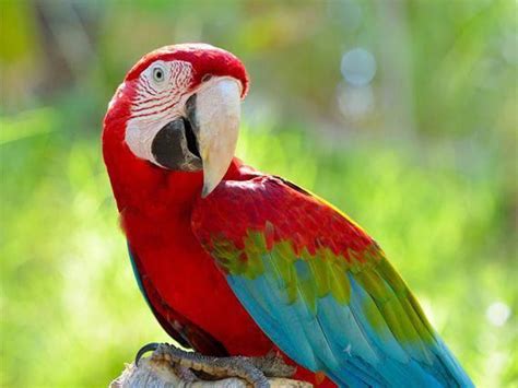 Pin On Happy And Healthy Parrots