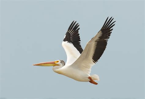 Jul 25, 2012 · the brown pelican is a comically elegant bird with an oversized bill, sinuous neck, and big, dark body. Great Plains birds